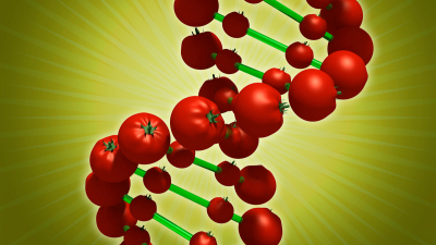 Científicos abren paso a la edición genética de los tomates como fuente de vitamina D