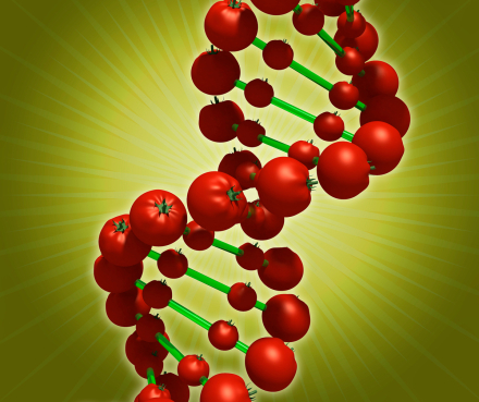 CRISPR-Tomato.jpg