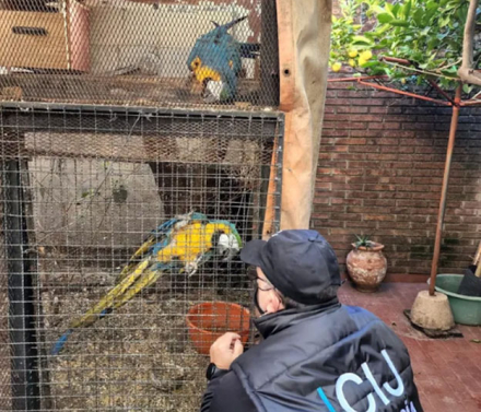 aves2.jpg