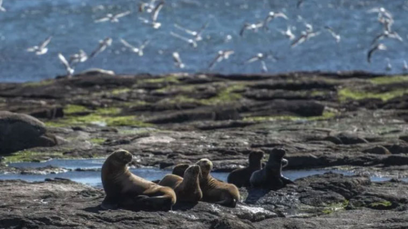 Crearon el primer parque nacional marino de Argentina