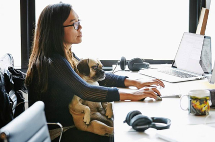 perro-trabajo2.jpg