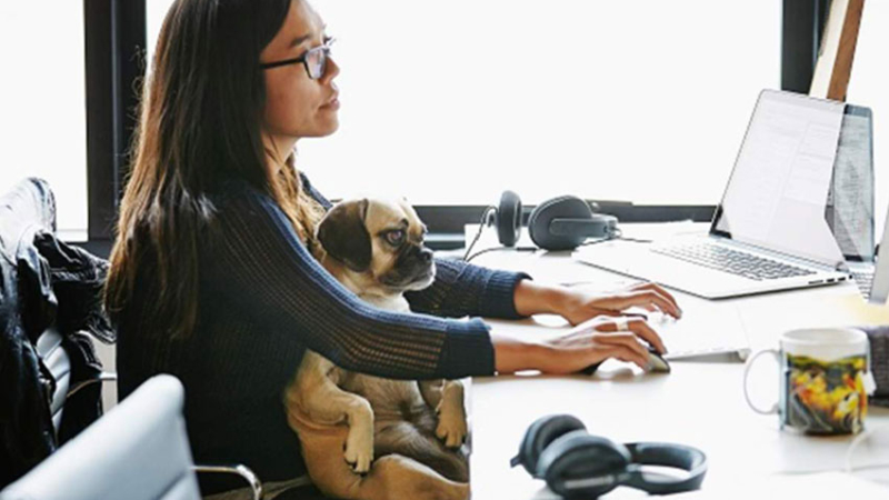 Día Mundial de Llevar el Perro al Trabajo: beneficios para empleados y empleadores