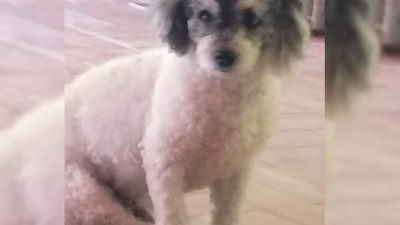 Recompensa por caniche toy arlequín