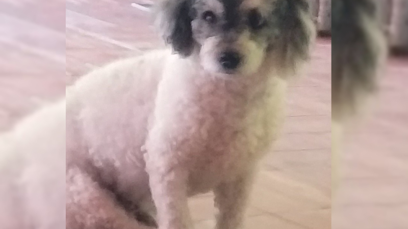 Recompensa por caniche toy arlequín