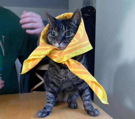 gato2.jpg