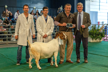 Gran Campeón Hembra-Boer.jpg