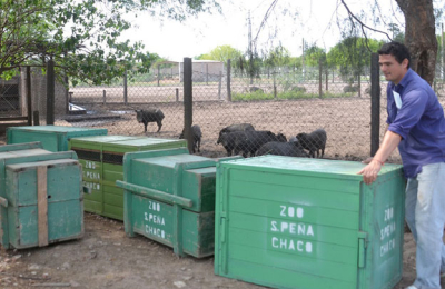 Volvieron a faenar animales al Complejo Ecológico y el director estalló