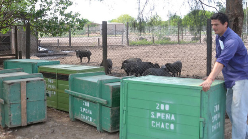 Volvieron a faenar animales al Complejo Ecológico y el director estalló