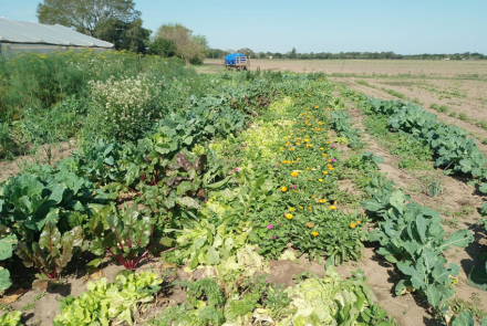agricultinta2.jpg