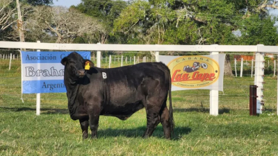 Camino al 19° remate de reproductores de Braford, Brangus y Brahman
