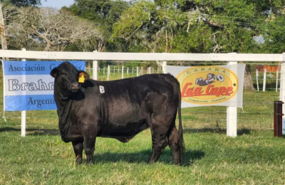 Camino al 19° remate de reproductores de Braford, Brangus y Brahman
