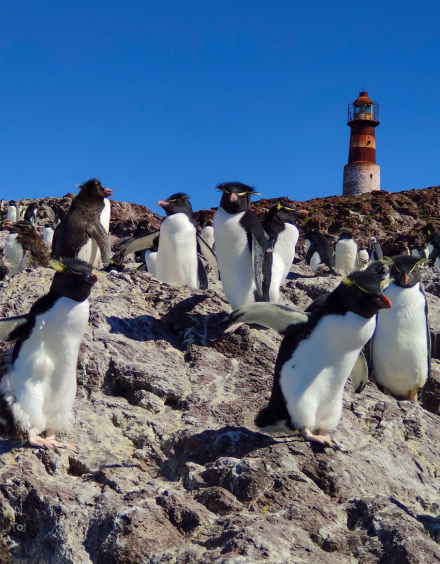 Isla Pinguino 02.jpg