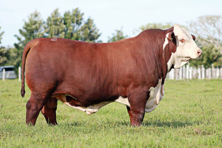 RENATO-A-REMATE1-(1).jpg