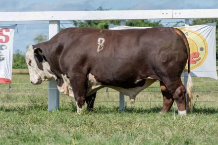 toro.jpg