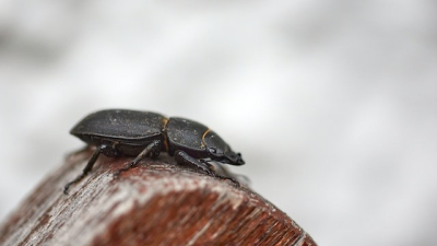 Picudos rojos: el insecto que causa terror en la gente