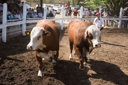campo.jfif