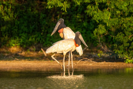 aves9.jpg