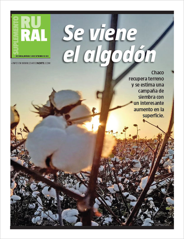Se viene el algodón