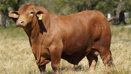 toro el remanso2.jpg