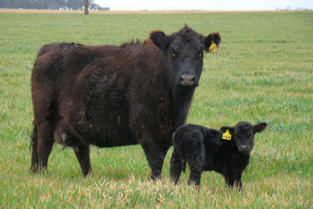 vacas1.jpg