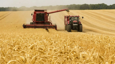 campo.JPG