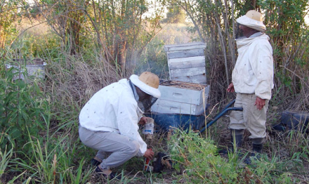 apicultores-sp-(1).jpg