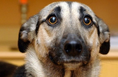 Las mascotas otra vez ante el duro desafío de superar Navidad y Año Nuevo