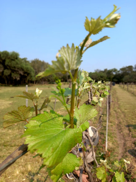 20-R-202-viñedo.jpg