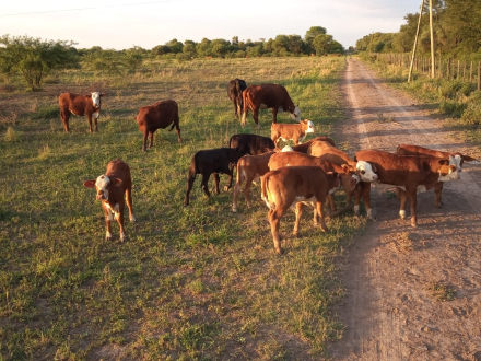 campo marisa izar.jpg