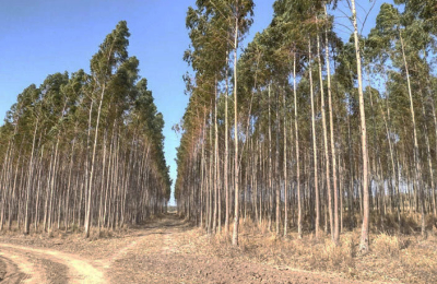 A través de un programa de forestación, Unitán Saica certificó bonos de carbono