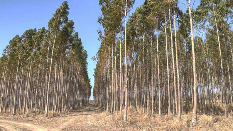 A través de un programa de forestación, Unitán Saica certificó bonos de carbono