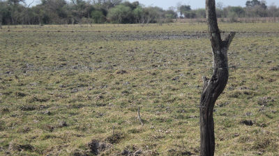 Bajante del Paraná: establecieron nuevos parámetros para la pesca comercial