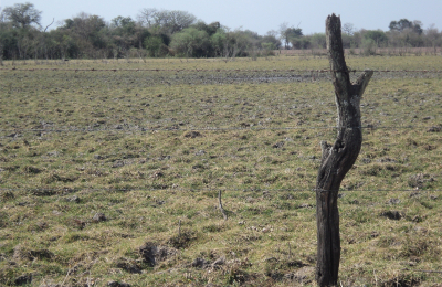 Bajante del Paraná: establecieron nuevos parámetros para la pesca comercial 