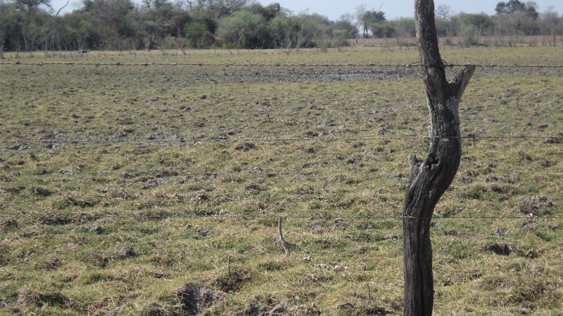 Bajante del Paraná: establecieron nuevos parámetros para la pesca comercial