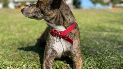 El golpe de calor en los perros: síntomas, prevención y cuidados