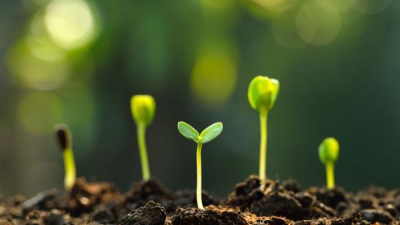 El ciclo de las plantas, un sistema perfecto