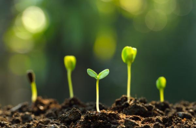 El ciclo de las plantas, un sistema perfecto