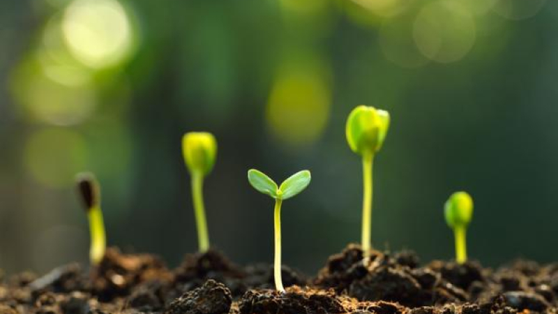 El ciclo de las plantas, un sistema perfecto