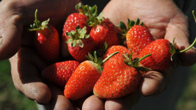 Distribuirán plantines para aumentar la siembra de frutillas
