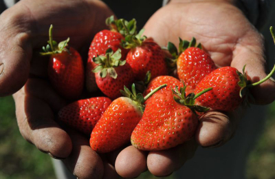 Distribuirán plantines para aumentar la siembra de frutillas