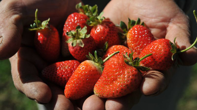 Distribuirán plantines para aumentar la siembra de frutillas