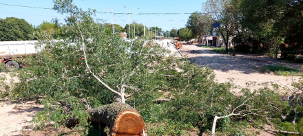 arbol timbo cortado 3.jfif