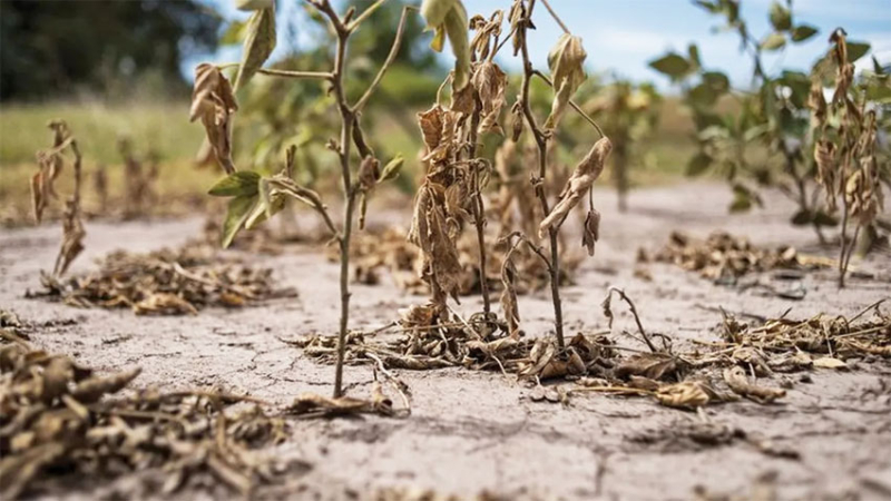 El gobierno oficializó tres beneficios para productores afectados por la sequía
