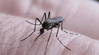Por segunda semana consecutiva, bajaron los casos de dengue en todo el país