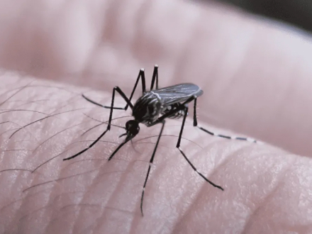 dengue-contagios.jpg