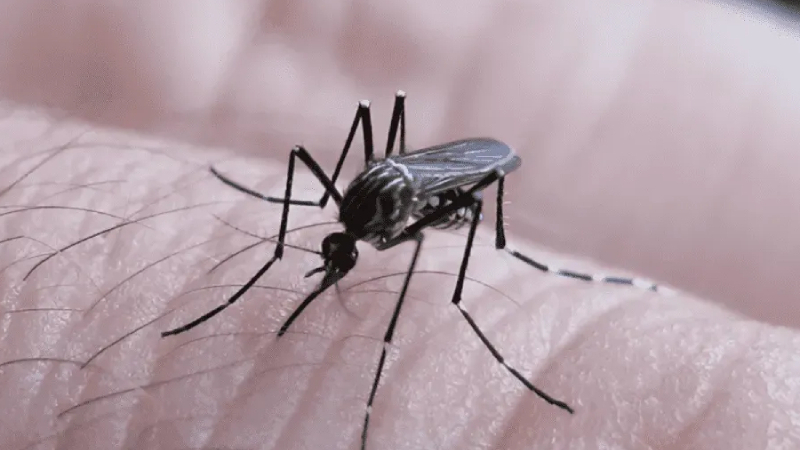 Anuncian que la vacuna contra el dengue ya se encuentra disponible en la Argentina
