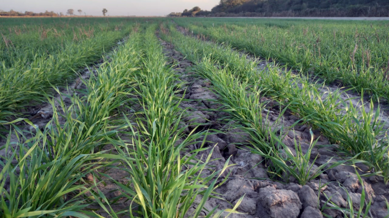 Trigo o girasol: costos, perspectivas y definiciones
