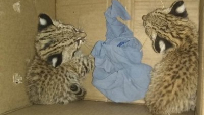 Crías de gato montés puestas a resguardo