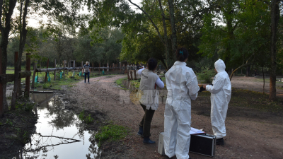 En los rastrillajes se reunieron varias bolsas de huesos: algunos serían humanos