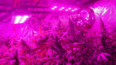Sáenz Peña: vendía marihuana indoor y hongos para sentir la "cercanía con la naturaleza"